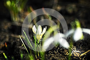 Crocus