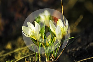 Crocus