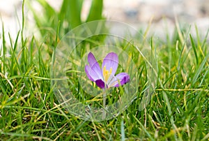 Crocus