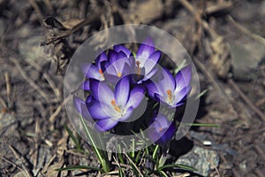 Crocus, beautiful purple mountain flower