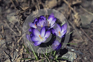 Crocus, beautiful purple mountain flower photo