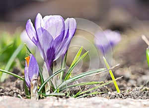 Crocus.