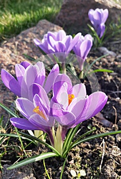 Crocus - blomming spring flowers.