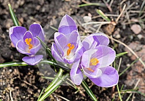 Crocus -blomming spring flowers.
