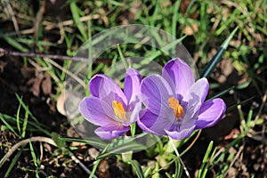 Crocus in bloom, purple petals and yellow stamens