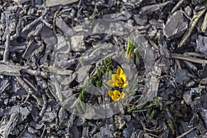 crocus bloom in the spring