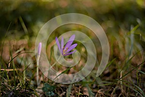 The crocus bloomed in the meadow. Colchicum autumnale purple wild flower in sunlight