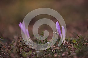 a bee sitting on the crocus bloomed in the meadow. Colchicum autumnale purple wild flower in sunlight