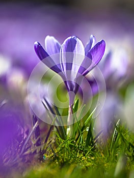 Crocus blooming in first sun in march