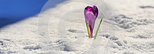 Crocus - blooming purple flower making their way from under the snow in early spring
