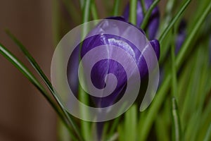 Crocus blooming in spring