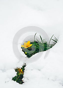 Crocus blooms on a winter sunny day. Shiny white snow background in the shape of a heart