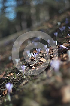 Crocus blossom