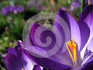 Crocus blossom with flower-bed