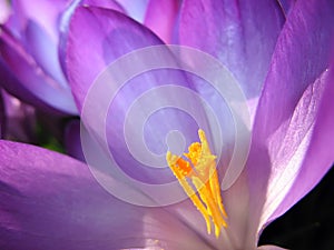 Crocus blossom inside