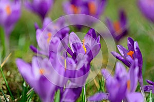 Crocus blossoms on grass. Spring flowers background