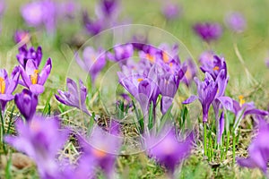 Crocus blossoms on grass. Spring flowers background