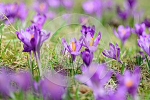Crocus blossoms on grass. Spring flowers background