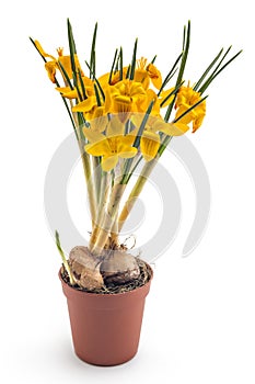 Crocus blossoms and seedlings