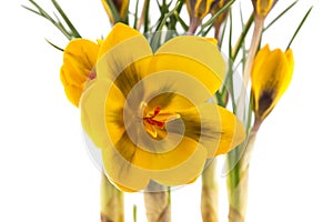 Crocus blossoms and seedlings