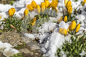 crocus blossoms in the snow