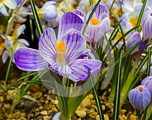 Crocus `blue pearl`