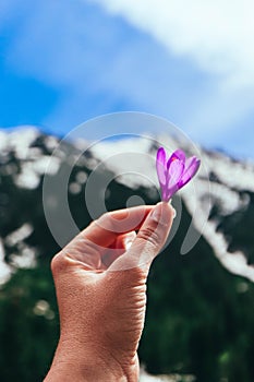 Crocus bright violet spring flower in the hand, mountain nature