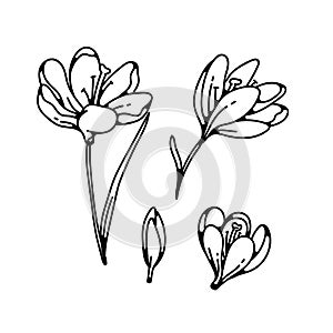 Crocus bud and bloom flower spring primroses set outline black white sketch illustration.