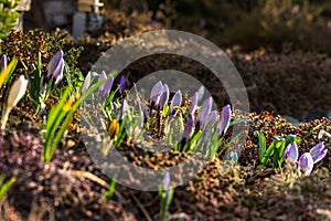 Crocus bed