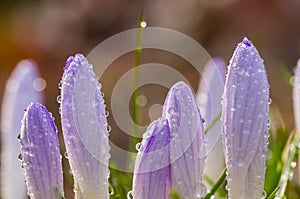 Crocus buds covered with dew droplets