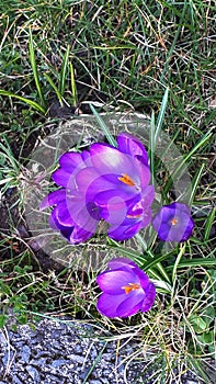 Crocus in a Burnley garden in lancashire