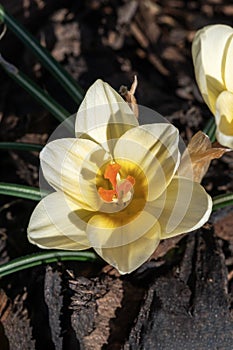 Crocus chrysanthus `Cream Beauty