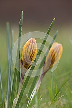 Crocus chrysanthus dorothy with yellow and red flower