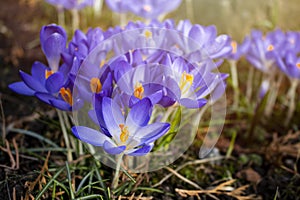 Crocus chrysanthus - a field of white and purple crocusses on a meadow. They are still closed because the sun was just coming out