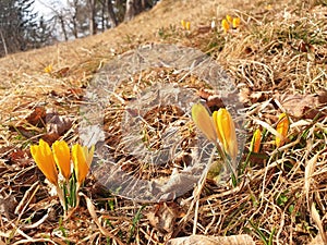 Crocus chrysanthus flowers