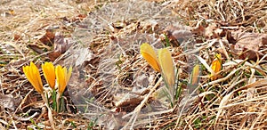 Crocus chrysanthus flowers grow in dry grass