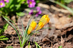 Crocus chrysanthus, Iridaceae. Wild plant shot in spring.