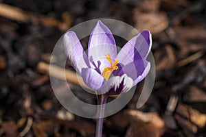 Crocus chrysanthus `Spring Beauty`