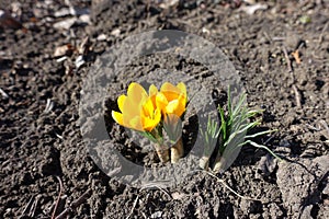 Crocus chrysanthus with two amber yellow flowers