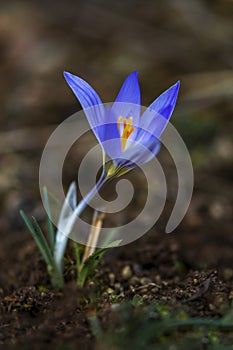 Crocus chrysantus blue flower ground