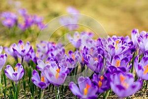 Crocus closeup over green grass, flowers landscape