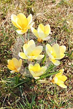 Crocus Crocus