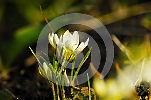 Crocus