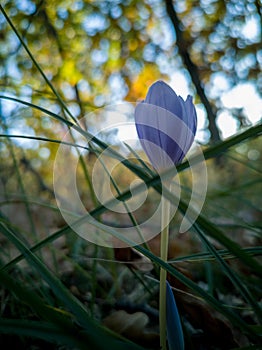 Autumn Crocus in the Forest