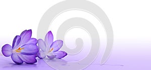 Crocus decorative element photo