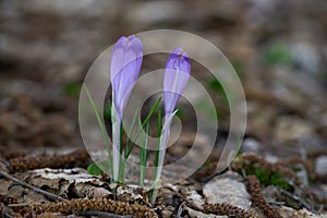 Crocus discolor flower in the leaves.