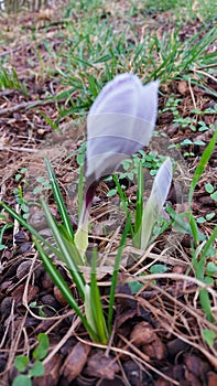 Crocus is an early spring flower. Garden decoration. Inflorescences and buds