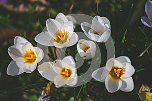 Crocus at early spring