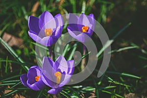 Crocus at early spring
