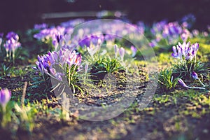Crocus at early spring